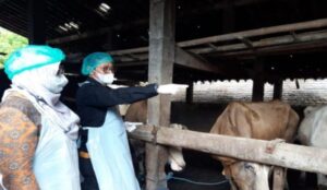 Atasi Penyakit Mulut dan Kuku, Yasin Limpo Apresiasi Seluruh Kepala Daerah Ambil Langkah Cepat