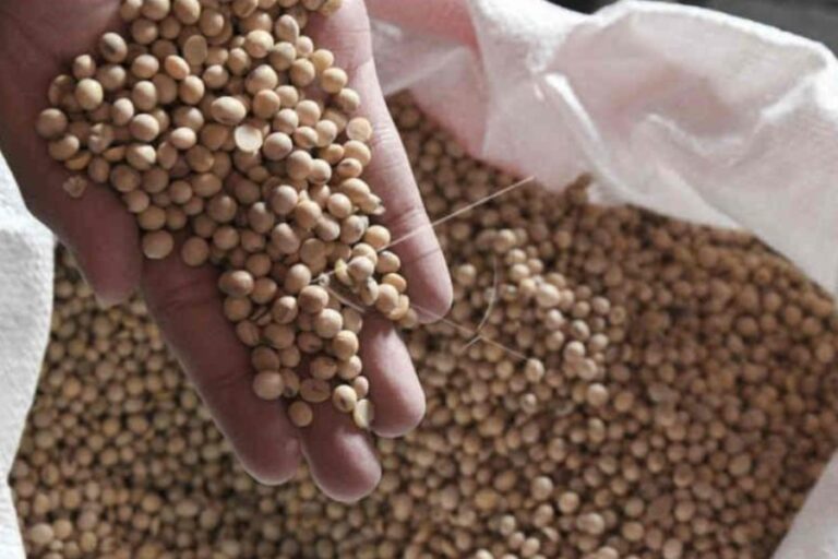 Ringankan Biaya Produksi, Bulog Cirebon Salurkan 730 Ton Kedelai Subsidi bagi Perajin Tahu Tempe