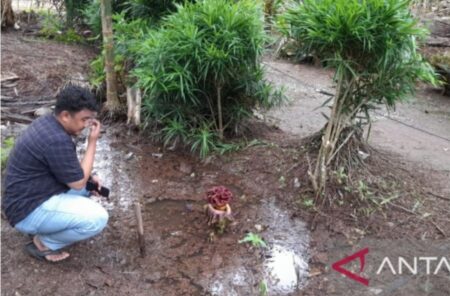 Warga Cium Bau Bangkai, Bunga Raflesia Tumbuh di Halaman Rumah Warga di Desa Suak Labu Jambi