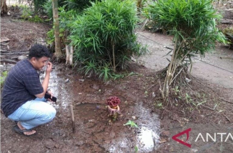 Warga Cium Bau Bangkai, Bunga Raflesia Tumbuh di Halaman Rumah Warga di Desa Suak Labu Jambi