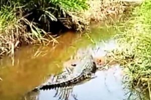 Buaya Muara Tampakkan Diri di Rawa-rawa Bikin Resah Warga Tanjungpinang