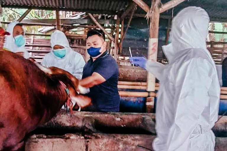 Kementan Siapkan Langkah Darurat Penanganan Penyakit Mulut dan Kuku di Jawa Timur