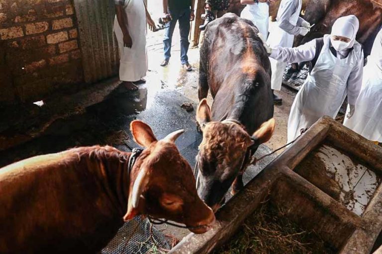 Antisipasi Wabah PMK Sapi, Gubernur Khofifah Tutup Sementara Pasar Hewan Daerah Terdampak