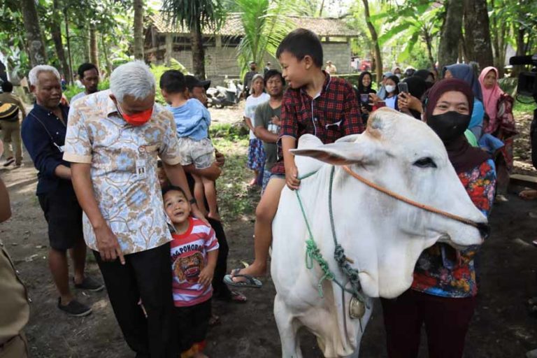 Penanganan Wabah PMK di Jateng, Ganjar; Seperti Covid-19, Dikarantina dan Segera Diobati
