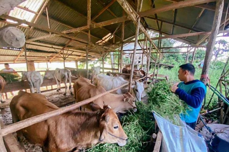 Payakumbuh, Ternak Terpapar Wabah PMK Capai 38 Ekor