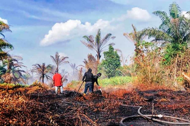 Luas Kebakaran Hutan dan Lahan di Nagan Raya Capai 23 Hektar