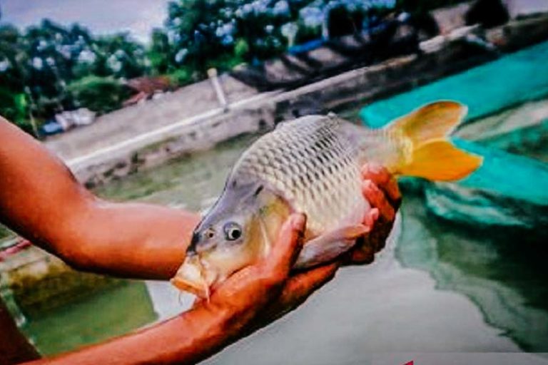 DKP Bombana Ajak Warga Manfaatkan Pekarangan Rumah untuk Budidaya Ikan