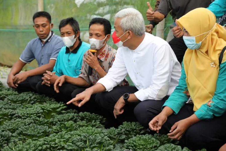 Pertanian Organik di Lereng Merbabu ini jadi Langganan Hotel Berbintang