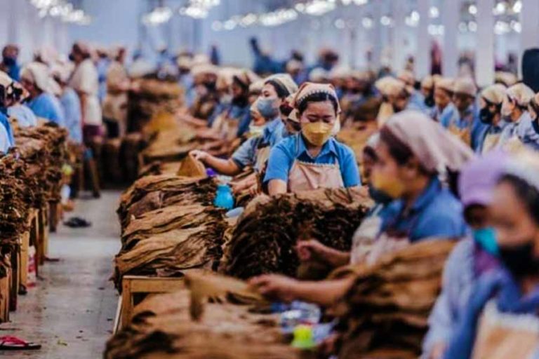 Tahun 2022 PTPN X Siap Produksi Daun Tembakau Kering 1.200 Ton