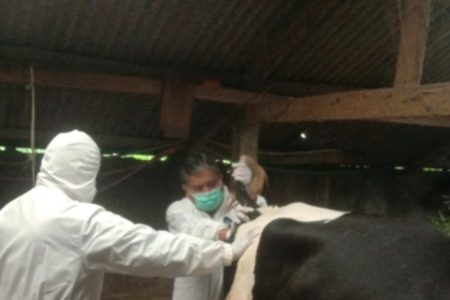 Cegah PMK, Pemkab Garut Usulkan Pemberian Vaksin ke 13 Ribu Ternak