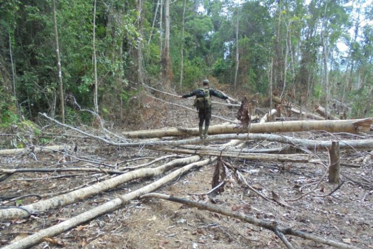 600 Hektare Hutan Habitat Gajah Sumatera Dibabat Habis untuk Lahan Sawit