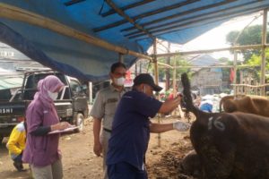Jalani Karantiana di Jakarta Utara, 3 Sapi Suspek PMK dari Bima Sembuh