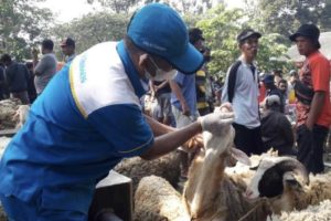 Tutup 2 Minggu, Pasar Hewan di Temanggung Kembali Beroperasi
