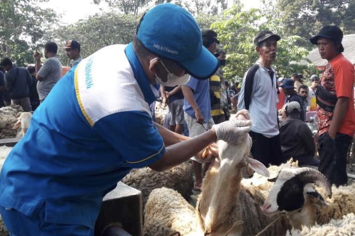 Tutup 2 Minggu, Pasar Hewan di Temanggung Kembali Beroperasi