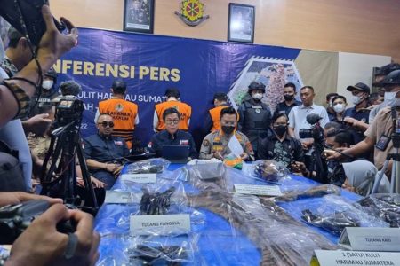 Diduga Jual Kulit Harimau Sumatera, 3 Warga Bener Meriah Jadi Tersangka