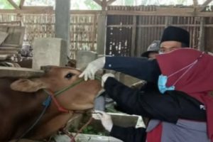 Wabah Merebak di Pulau Madura, 18.737 Ekor Sapi Sakit Bergejala PMK