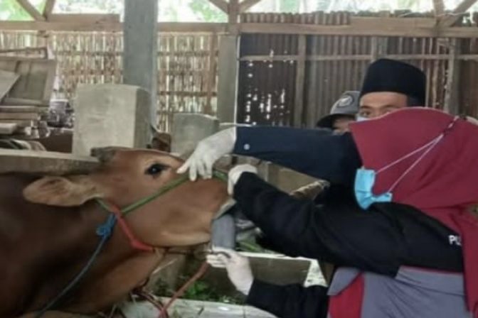 Wabah Merebak di Pulau Madura, 18.737 Ekor Sapi Sakit Bergejala PMK