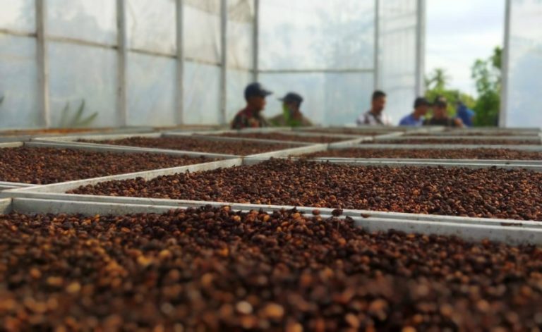 Tingkatkan Nilai Jual Hasil Panen, PLN Bantu Paguyuban Petani Kopi Sukadana