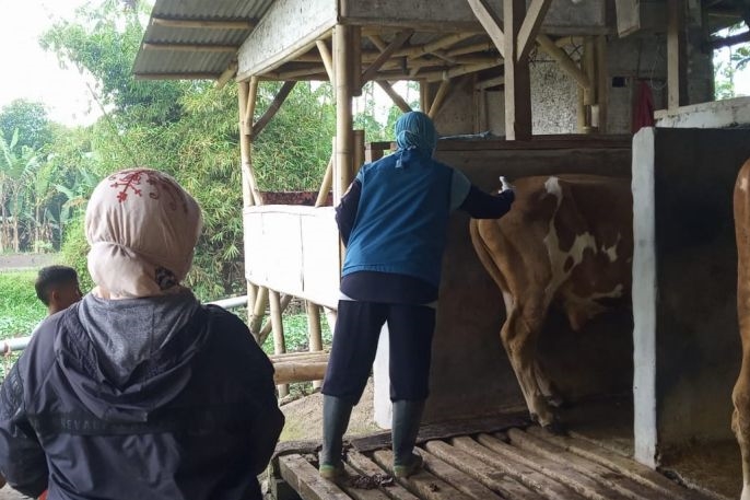 Sapi Mati Karena PMK, Peternak di Kabupaten Garut Dapat Ganti Rugi Rp5 Juta per Ekor