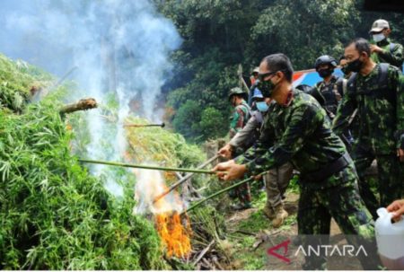 BNN Musnahkan Ladang Ganja Seluas 5 Hektare Siap Panen di Kawasan Hutan Lindung Pegunungan Leuser