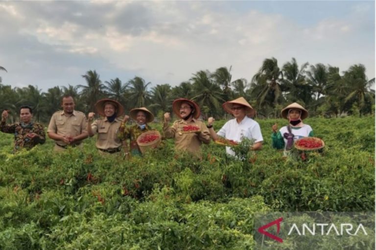 Harga Cabai Keriting di Pasar Kulon Progo Alami Peningkatan