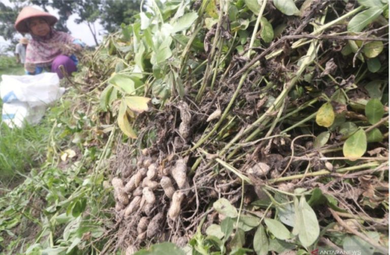 Dari Januari Hingga Mei 2022, Produksi Palawija di Banten Capai 17.699 Ton