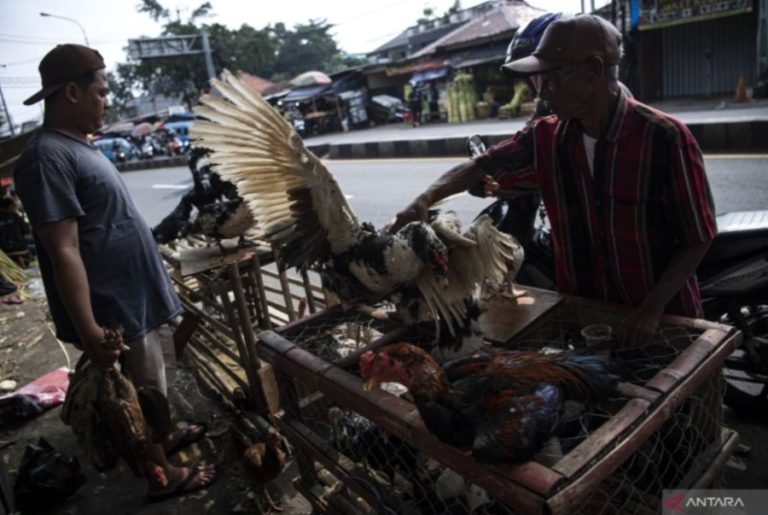 Tingginya Permintaan Pasar Usai Pandemi, Pentingnya Modernisasi dan Industrialisasi Mata Rantai Produksi Ayam