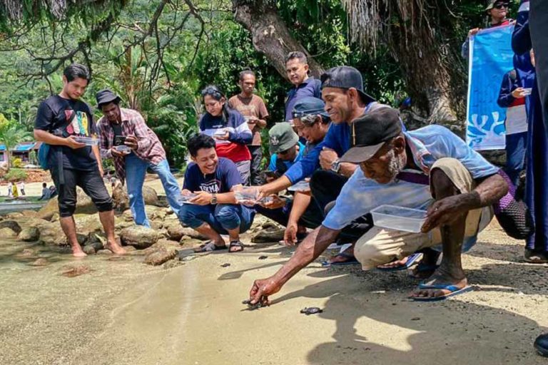 Peringati Hari Penyu Sedunia, BBKSDA Lepasliarkan 20 Penyu Lekang