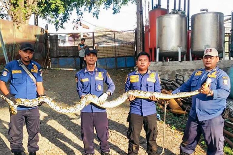 Damkar Tangerang Evakuasi Ular Sanca 3,5 meter dari Rumah Warga