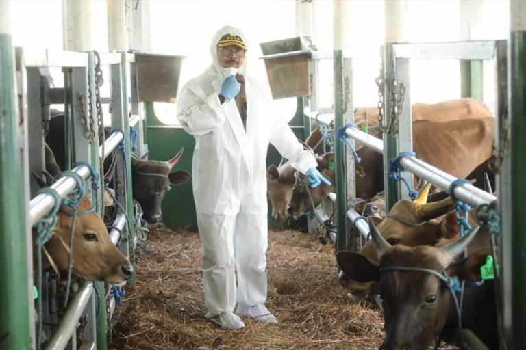 Pastikan Hewan Kurban Aman, Mentan: Sapi yang Didatangkan ke Jabodetabek Bukan dari Wilayah PMK
