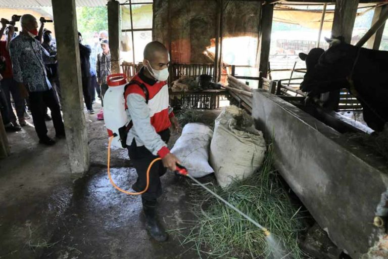 Kantongi 1.500 Dosis, Vaksinasi PMK di Jateng Digelar Besok