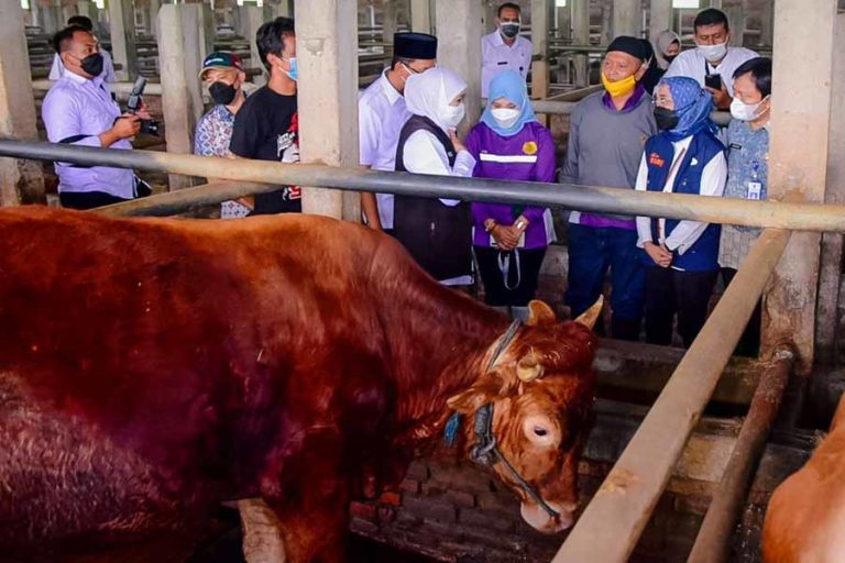 Gubernur Khofifah Pastikan Stok Hewan Kurban di Jatim Kondisi Aman dan Sehat
