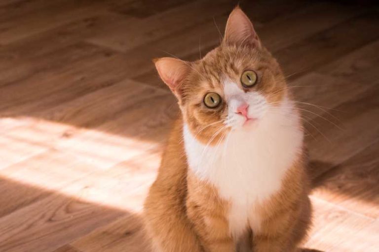 Cara Merawat Kucing dari Berbagai Jenis dan Ras, Mulai Persia Sampai Rumahan