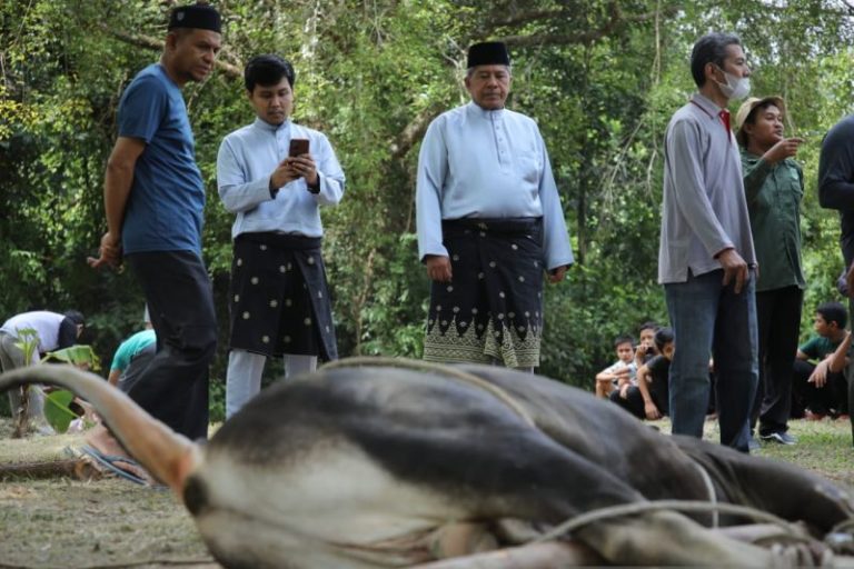 Naik dari Tahun Sebelunya, Hewan Kurban di Siak Capai 3.852 Ekor