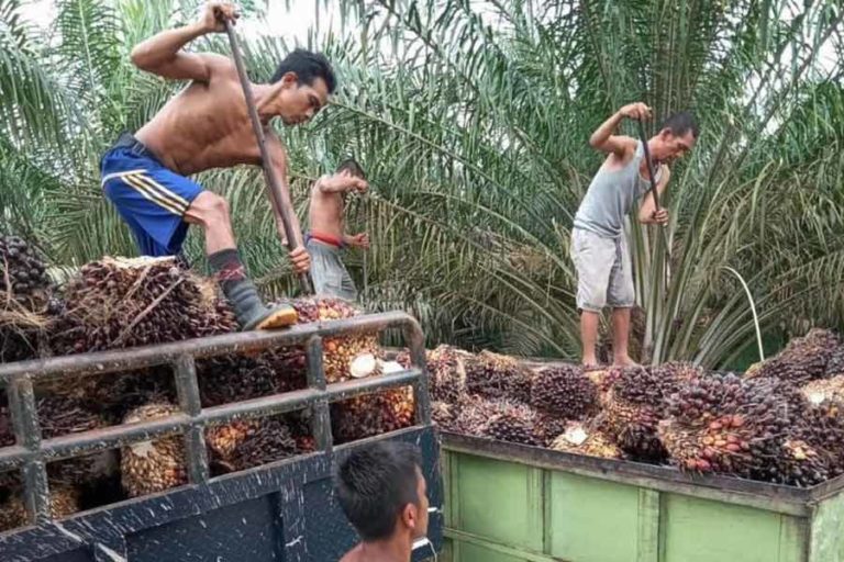 Barengi Kenaikan Harga TBS, CPO Jambi Naik jadi Rp 7.589 per Kilogram