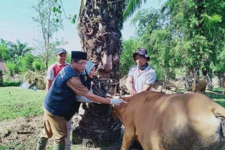 Gerak Cepat, Vaksinasi PMK di Mukomuko Bengkulu Capai 100 Persen
