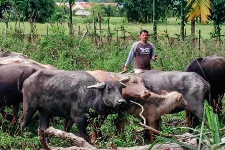 Gencarkan Asupan Vitamin, 1.047 Kerbau dan Sapi di Nagan Raya Aceh Sembuh dari PMK