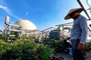 Saat Gagasan Urban Farming Hijaukan Atap Masjid di Sunter Agung