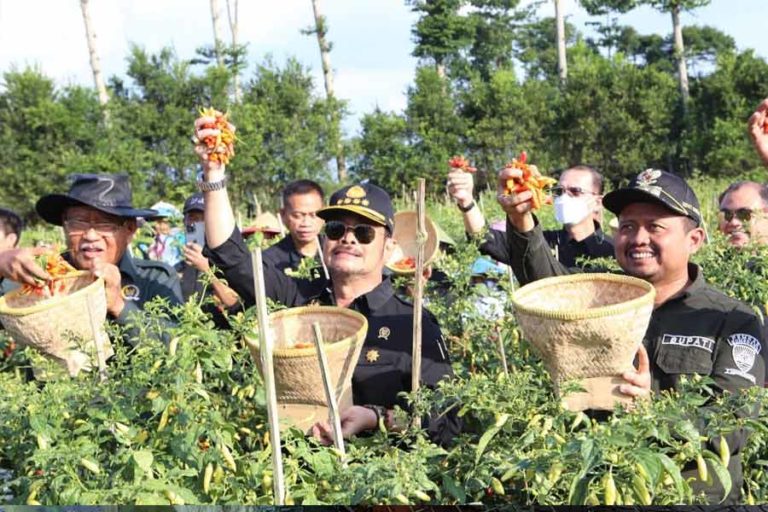 Gejolak Harga Cabai, Mentan: Dipengaruhi Cuaca dan Serangan Hama Penyakit yang Massif