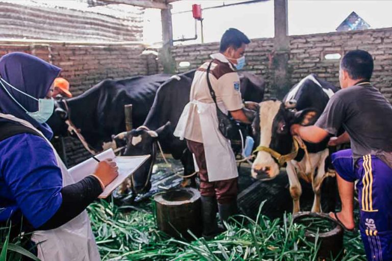 Jelang Idul Adha, Ribuan Sapi di Probolinggo Divaksin PMK