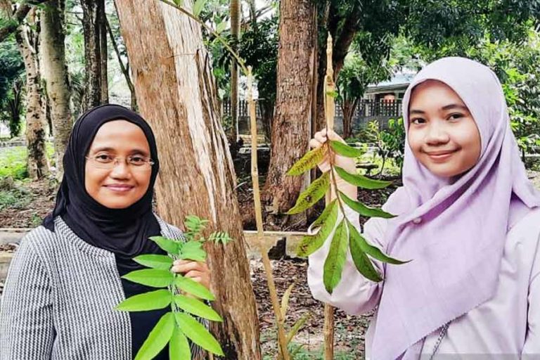 Hasil Riset ULM, Daun Sungkai Mampu Cegah Covid-19