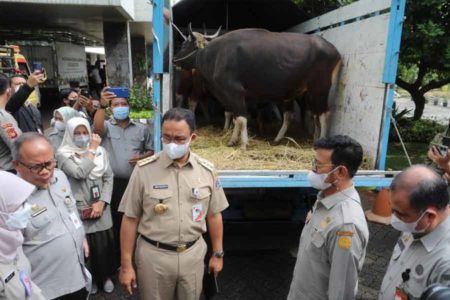 Jelang Idul Adha, Kementan Siapkan Hewan Ternak Bebas PMK di DKI Jakarta