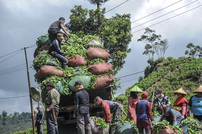 Potensi Besar Teh Indonesia jadi Populer Miliki Pasar Seperti Kopi