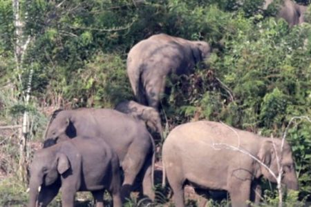 Kawanan Gajah Liar di Pidie Rusak Kebun Warga di 3 Desa