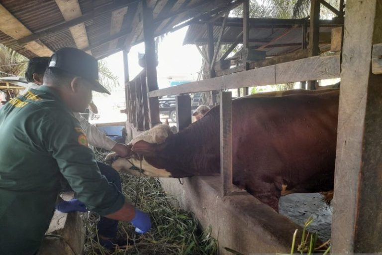 Sebanyak 1.822 Ekor Hewan Ternak di Jambi Sembuh dari PMK