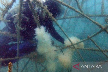 Tingkatkan Populasi, Menebar 13.000 Anak Cumi di Laut Pulau Bangka oleh Universitas Bangka Belitung