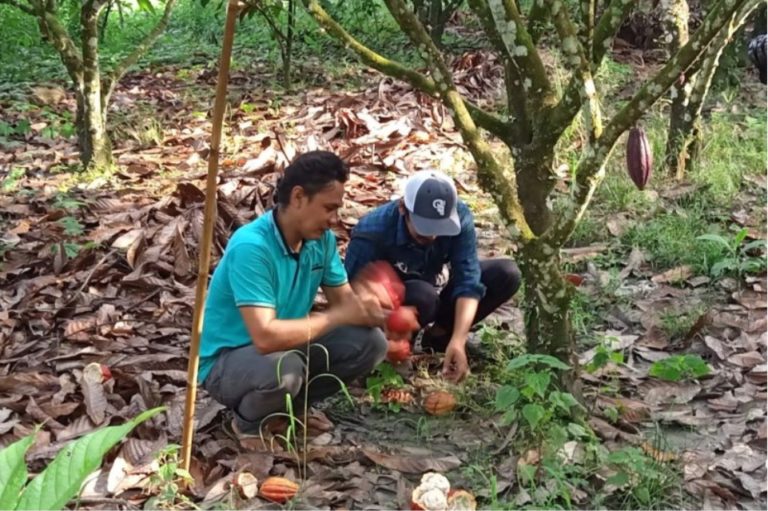 Pemulihan Ekonomi Nasional, Petani Kakao di Sulsel Harapkan Harga Kakao Membaik