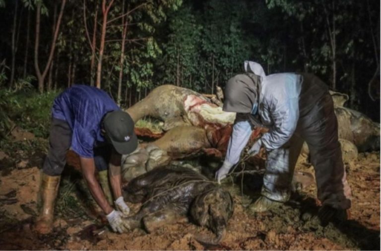 Racun dari Buah Nanas, Bangkai Gajah Bunting Ditemukan di Wilayah Kabupaten Bengkalis