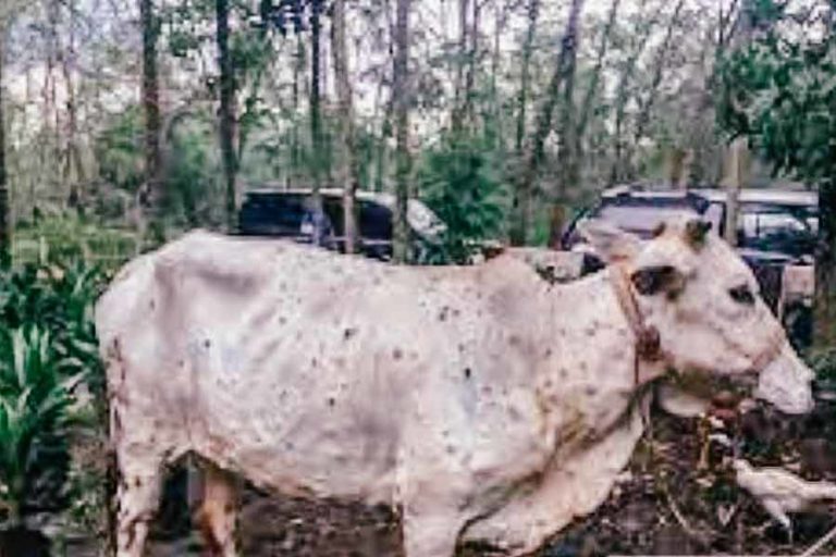 Percepat Selesaikan wabah PMK, Pemprov Riau Beri Bantuan Rp10 Juta per Sapi
