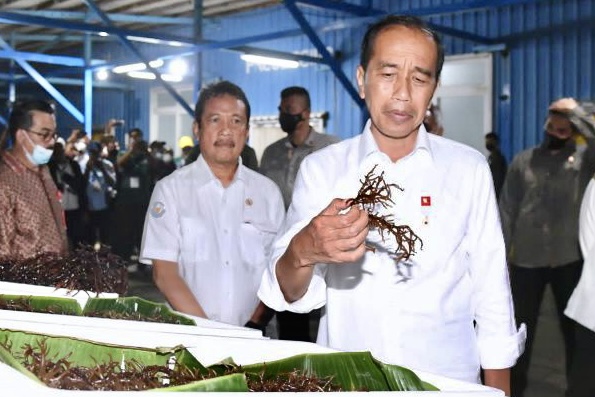 Presiden Jokowi Ajak Nelayan Rumput Laut di Tual Berdialog